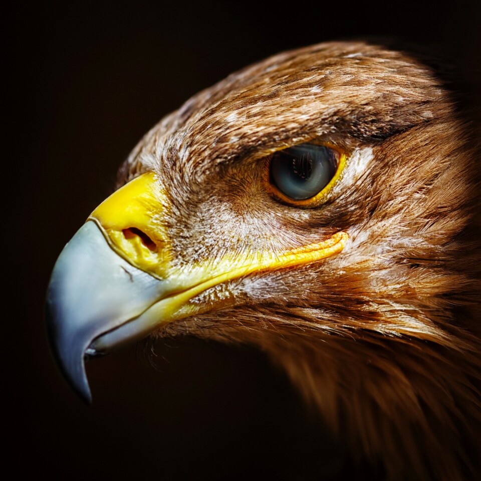 A fourlens eagleeyed camera