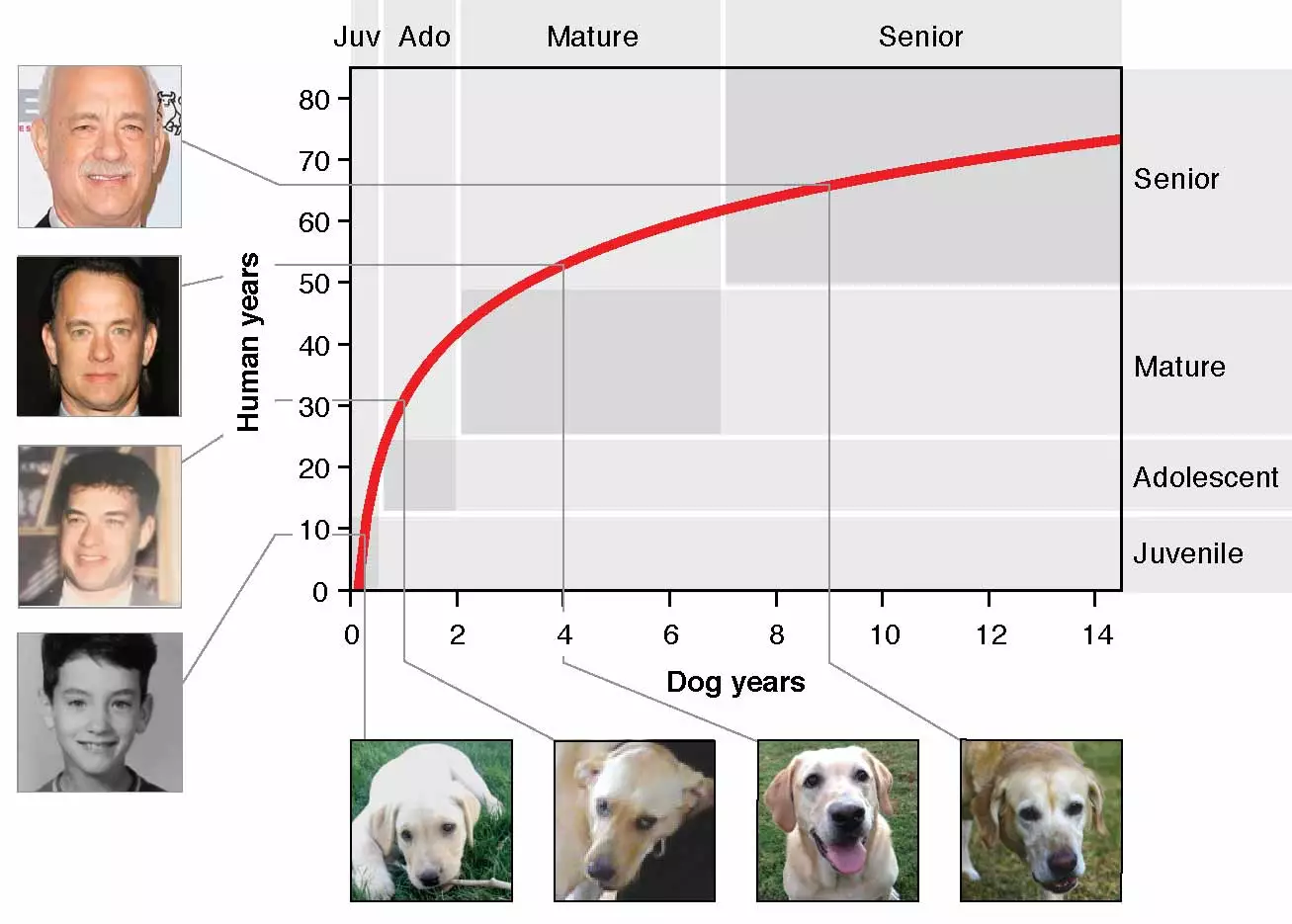 A graph depicting the new aging formula for dogs developed by scientists at the University of California San Diego