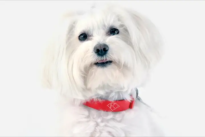 Kyon is a smart dog collar packed with tech to protect your pet