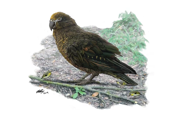 An illustration of Heracles inexpectatus, an extinct species of giant parrot