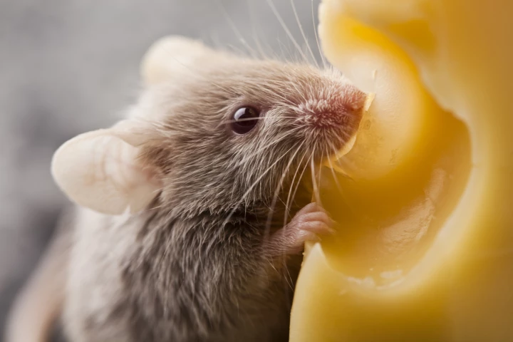 A new study has found that boosting a certain gene extends the lifespan of mice, by mimicking the effects of a calorie restricted diet (not pictured)
