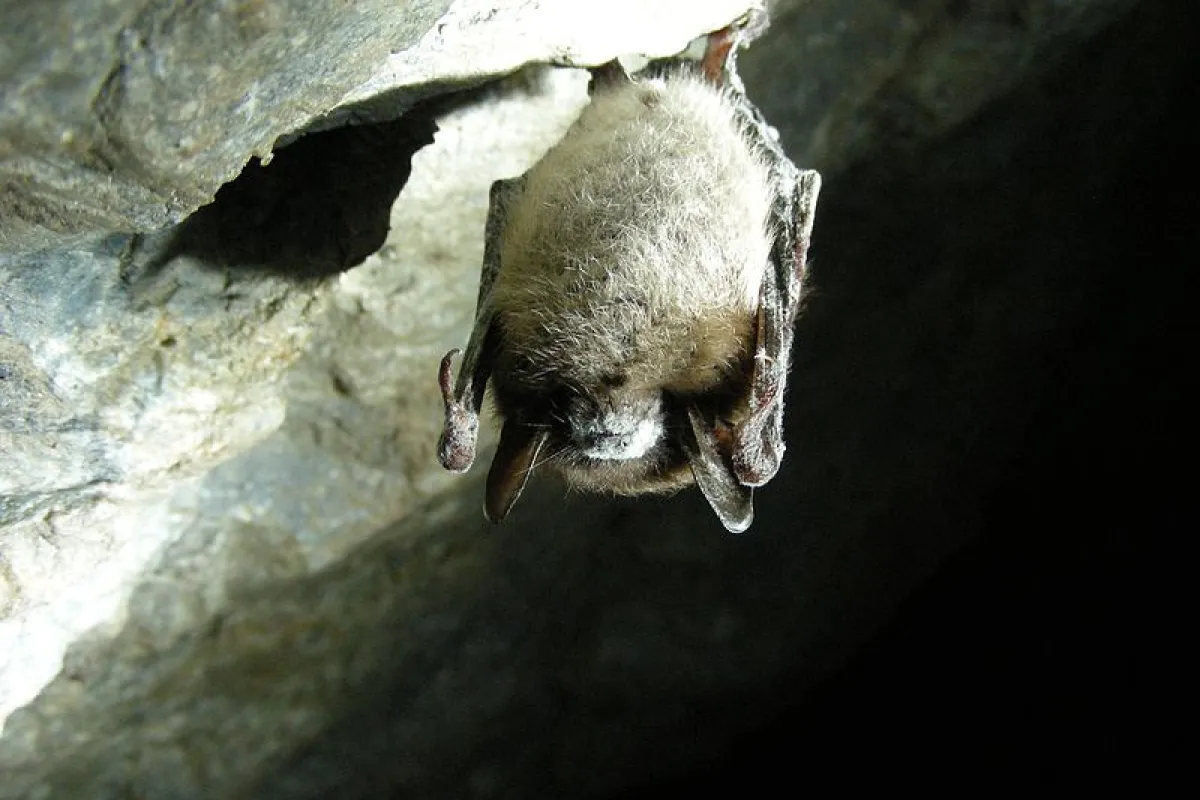 A little brown bat infected with white nose syndrome