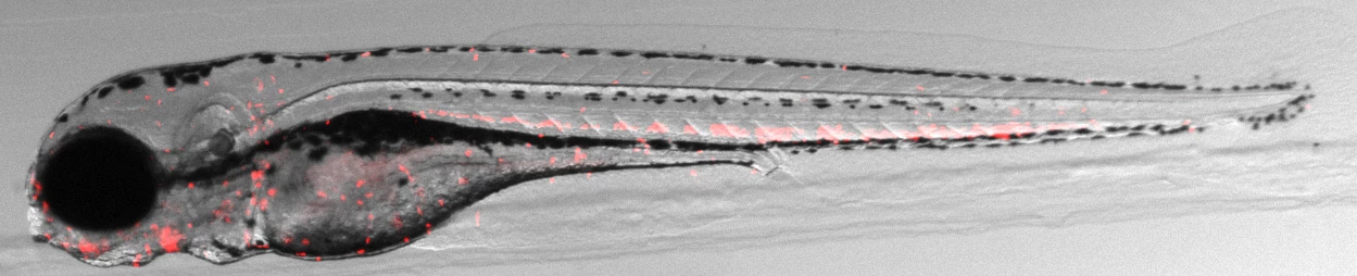 Fluorescent probes reveal the presence of bacteria capable of switching forms