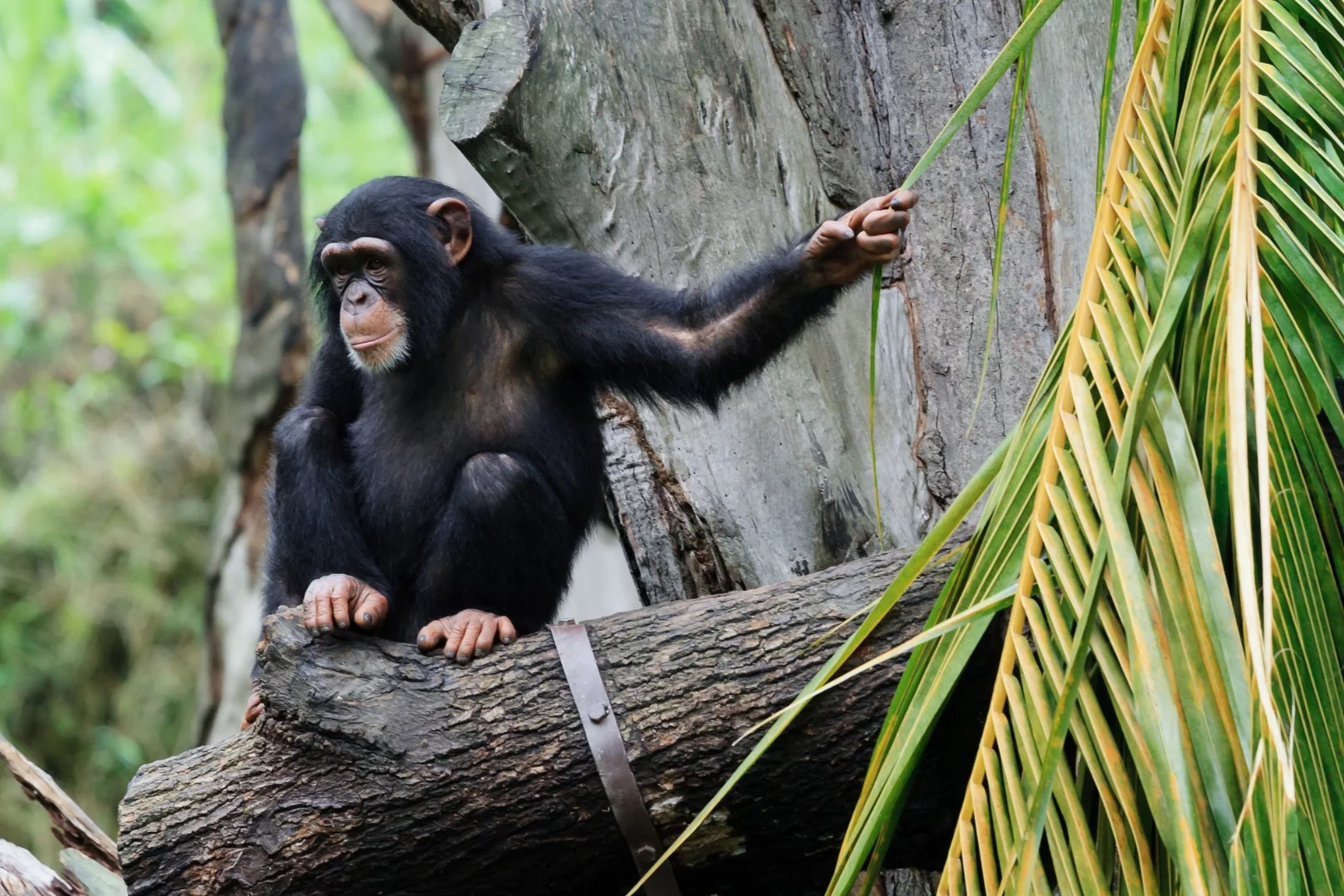 The researchers are unsure whether the water-dripping technique used by some chimpanzees actually improves access to water