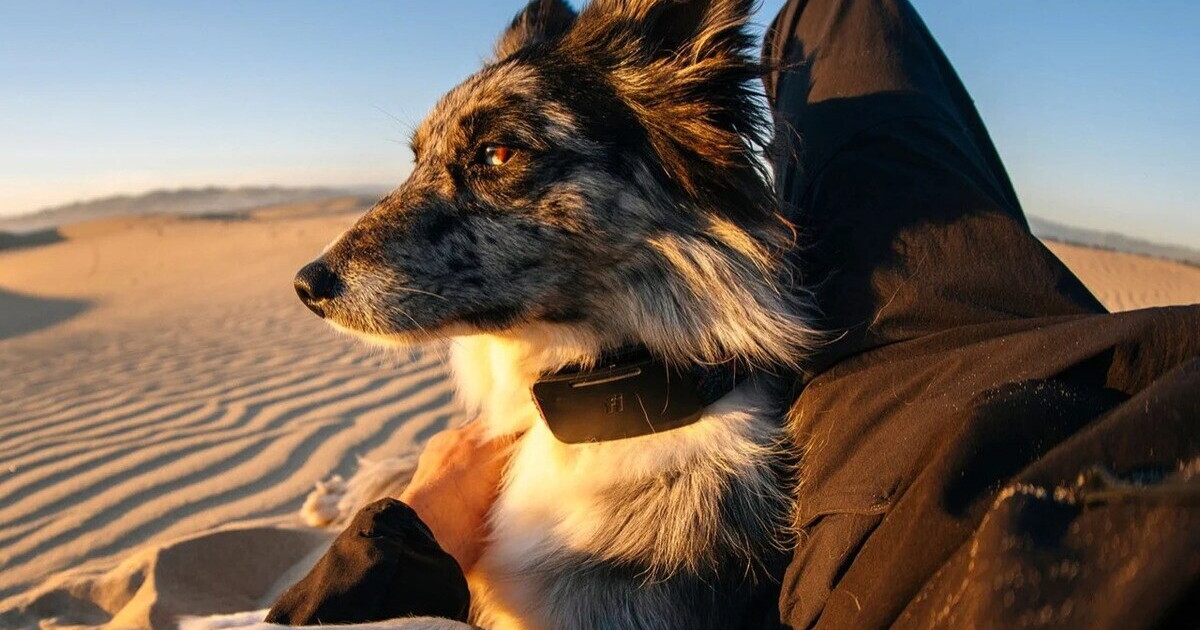 5-day dog tracker jumps on Starlink when cell signal fails