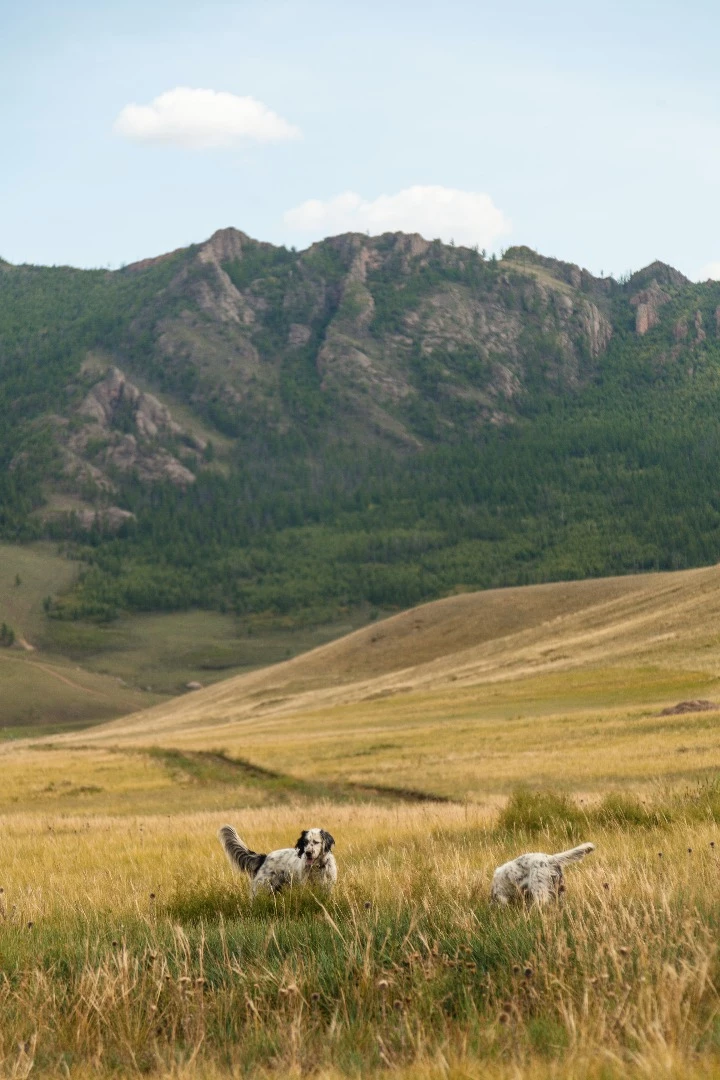 Dogs appear to have found something dead, Gorkhi Terelj National Park