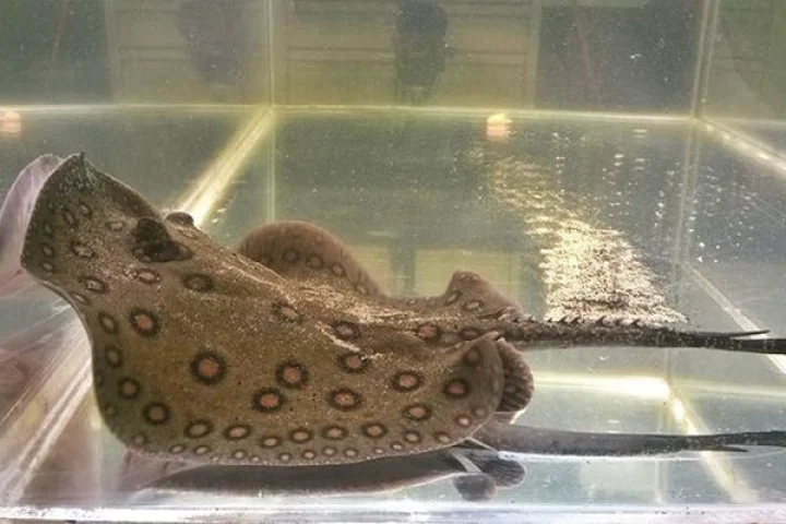 Kolmann used a combination of high-speed video and CT scans to see how two freshwater rays from the Amazon go about their business at mealtime