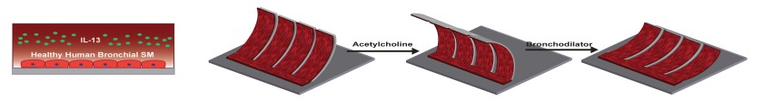The human airway muscle-on-a-chip curls up when exposed to an asthma trigger (Image: Harvard's Wyss Institute and Harvard SEAS)