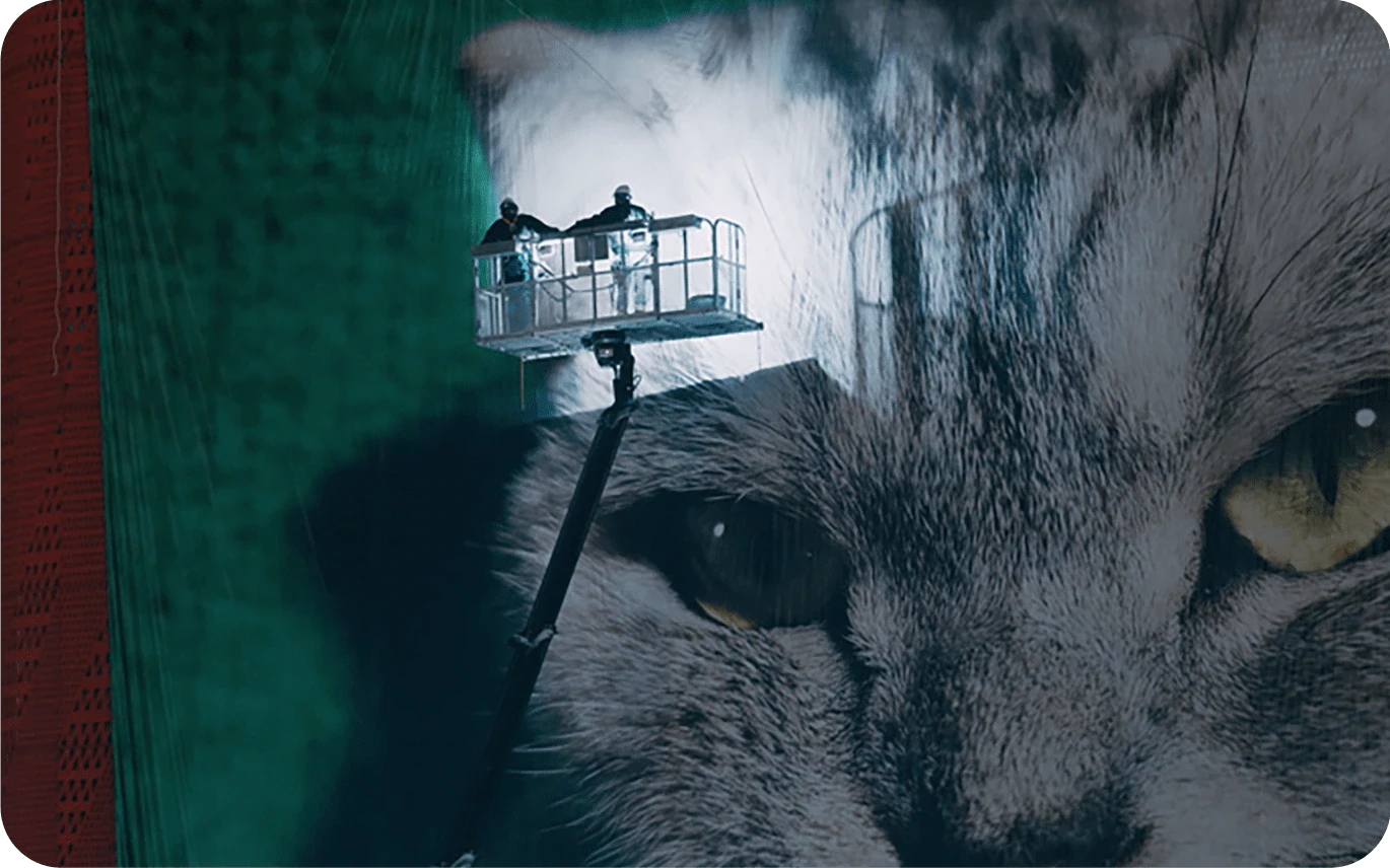 Yes sir, that sure is a big cat photo