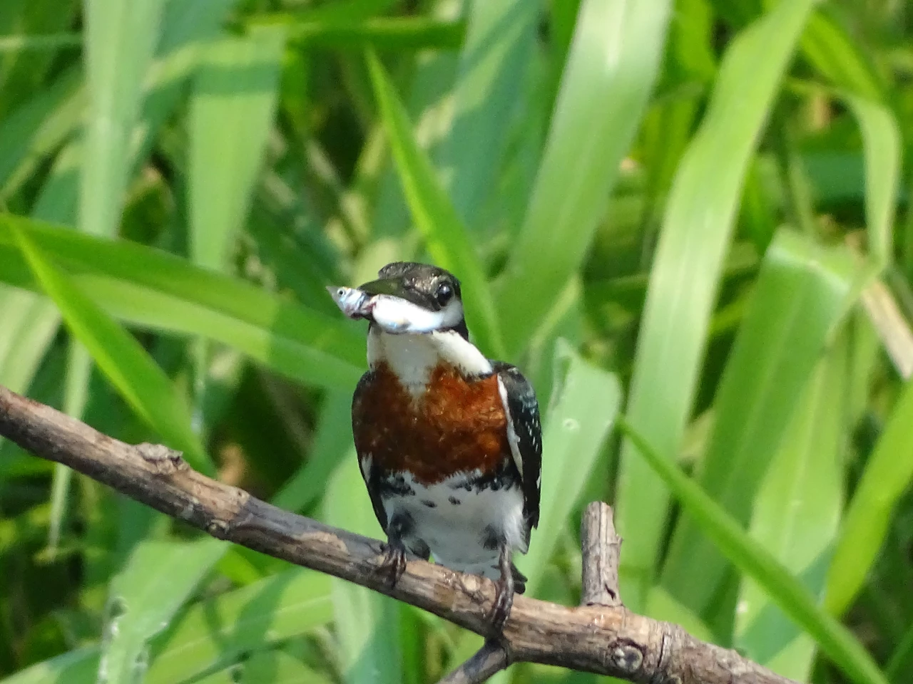 This kingfisher managed to catch one of the mollies