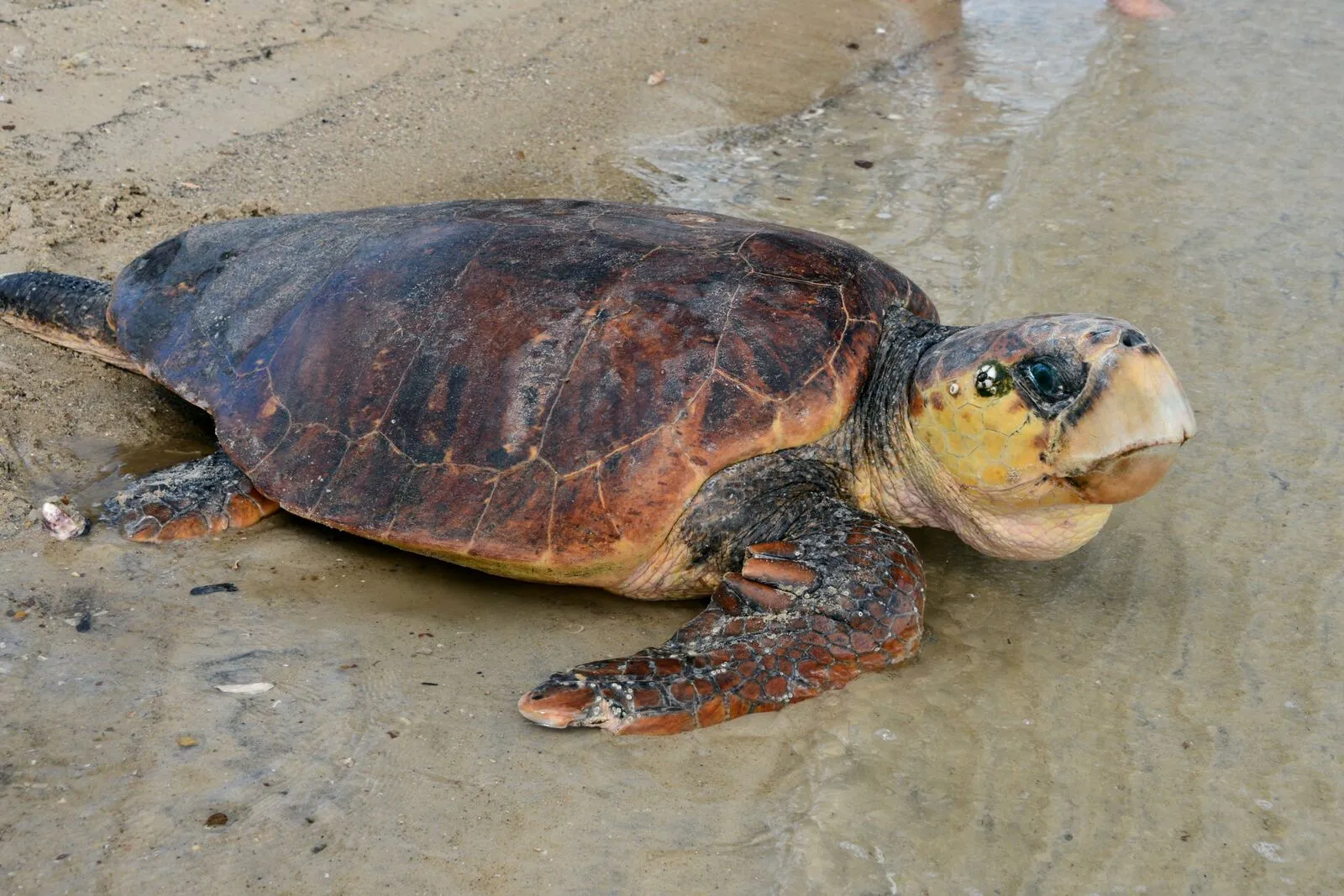 A sea turtle being released after the experiment