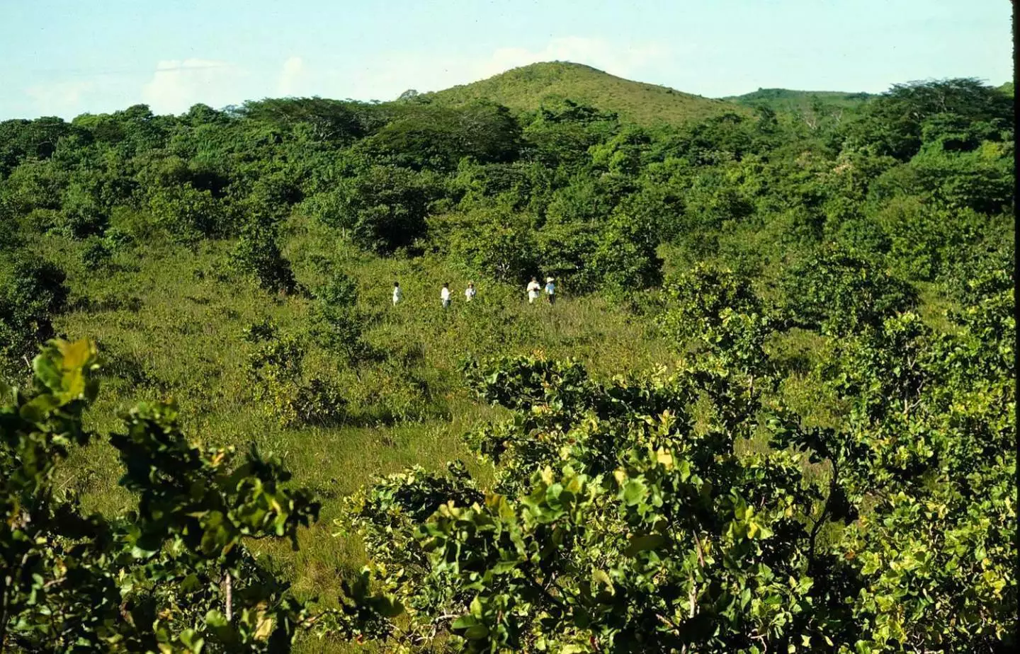 The Princeton team investigating the orange-enriched forest in 2014