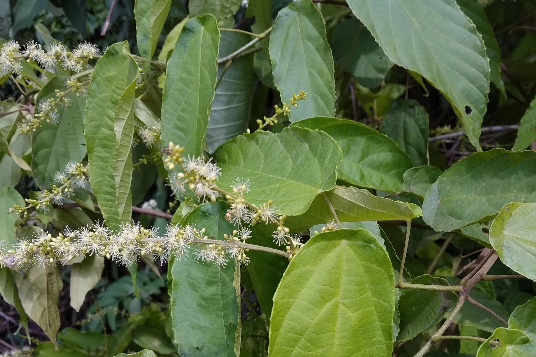 A patch of green leaves and small white flowers