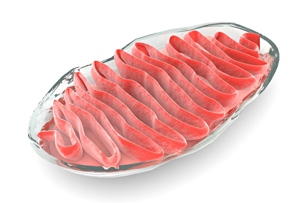 A cross section of the mitochondria in a cell, which is the target for a new cancer drug