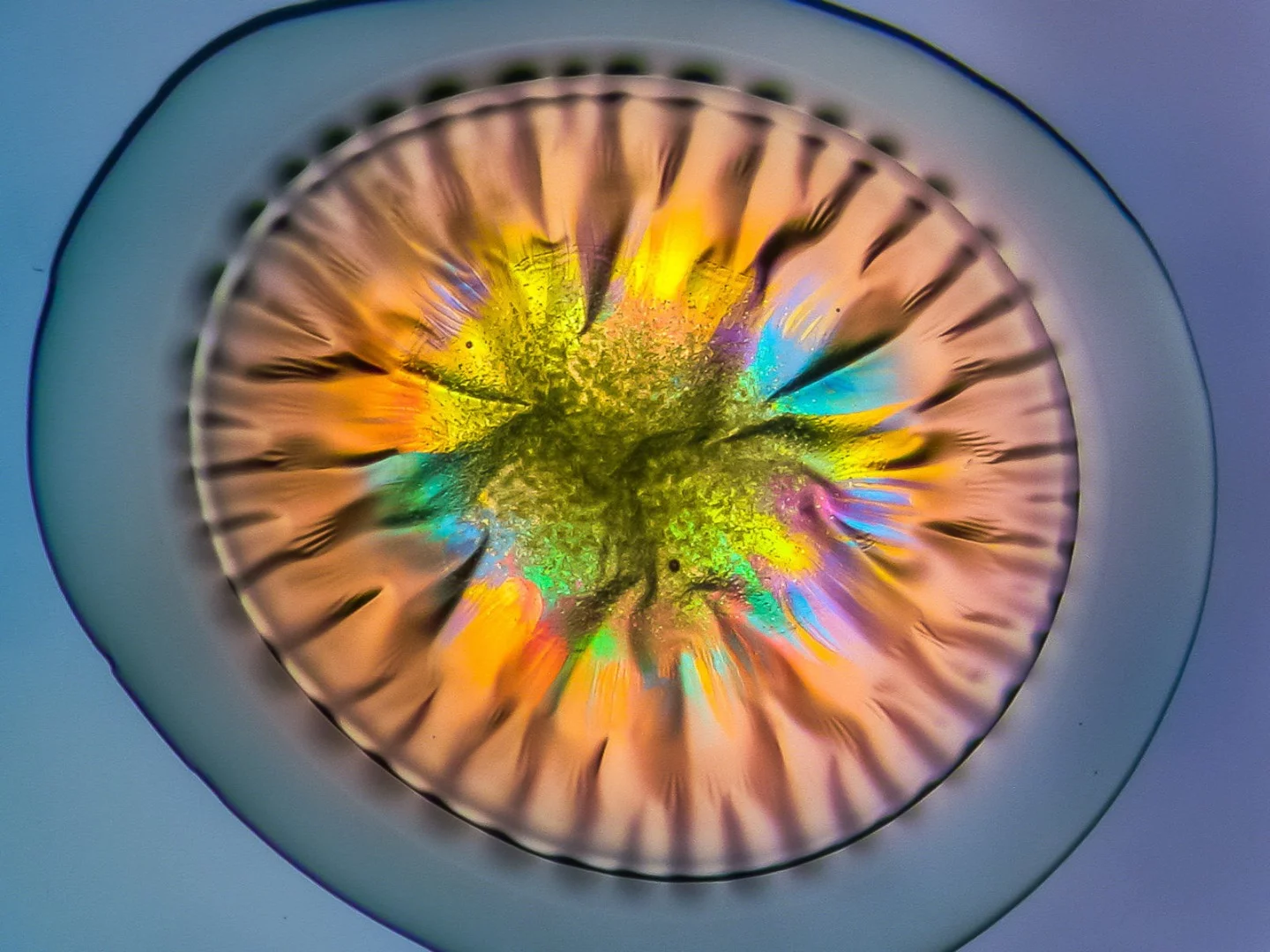 Image of Distinction: Extremofile algae and mushroom from “Rio Tinto” river