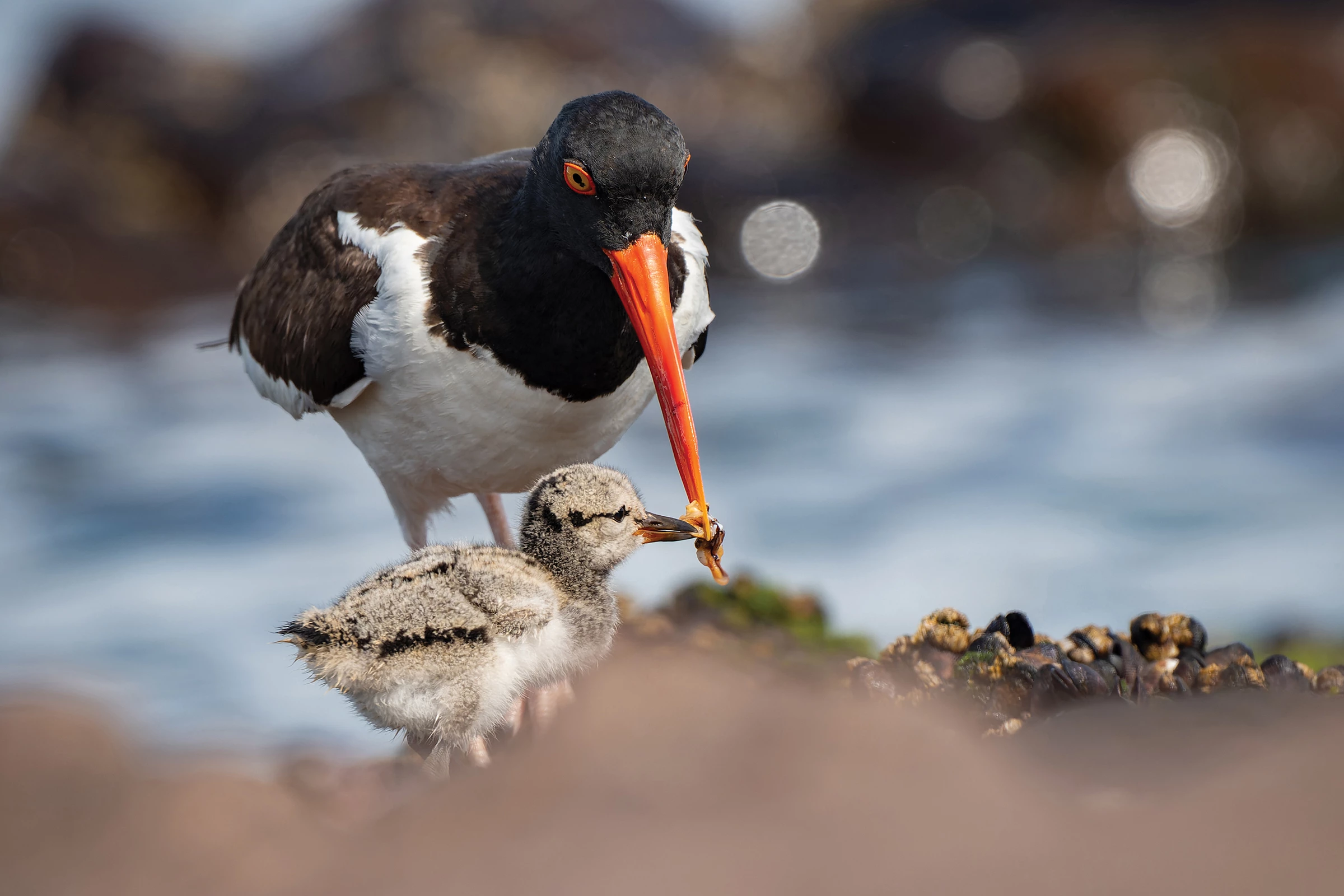 2025 Coastal Birds Chile Winner: American oystercatchers (Haematopus palliatus) by Francisco Castro Escobar (Antofagasta, Chile)