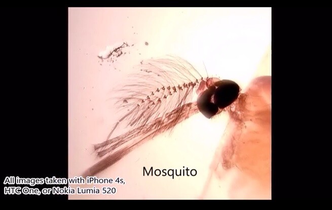 A mosquito seen through the UH polymer lens (Photo: University of Houston)