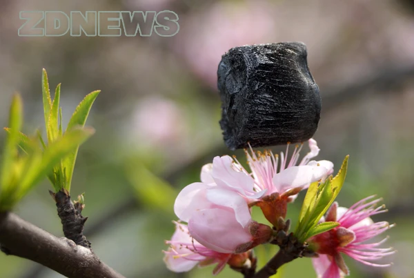 The graphene aerogel created by a team at China's Zhejiang University