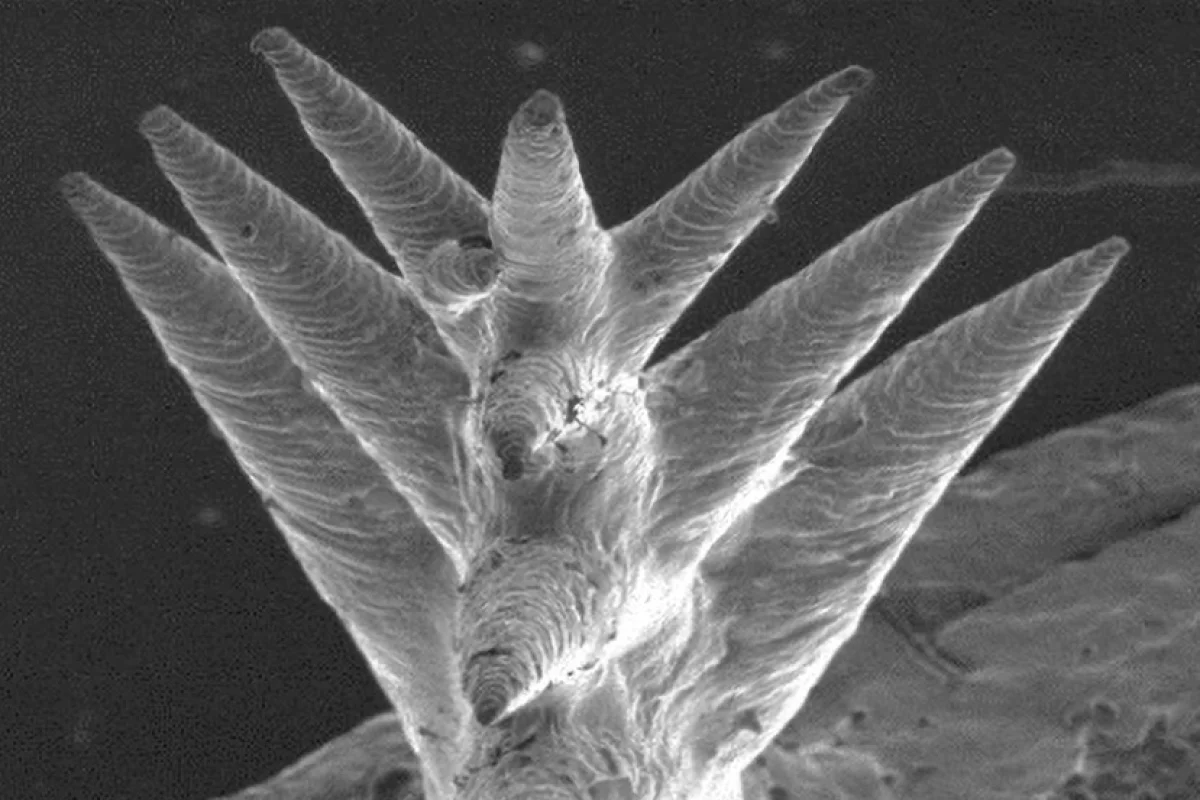 A microscope image of the cacti-inspired spines that line the new membrane and collect water from thin air