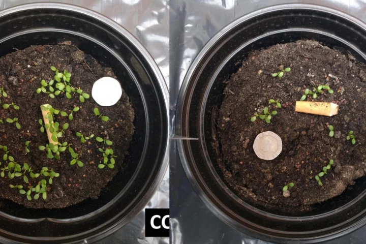 Pots of white clover, seven days after a butt-shaped piece of wood was added (left) and an actual cigarette butt (right)
