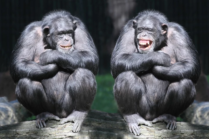 Chimpanzees, as well as bonobos, recognize long-lost friends and family