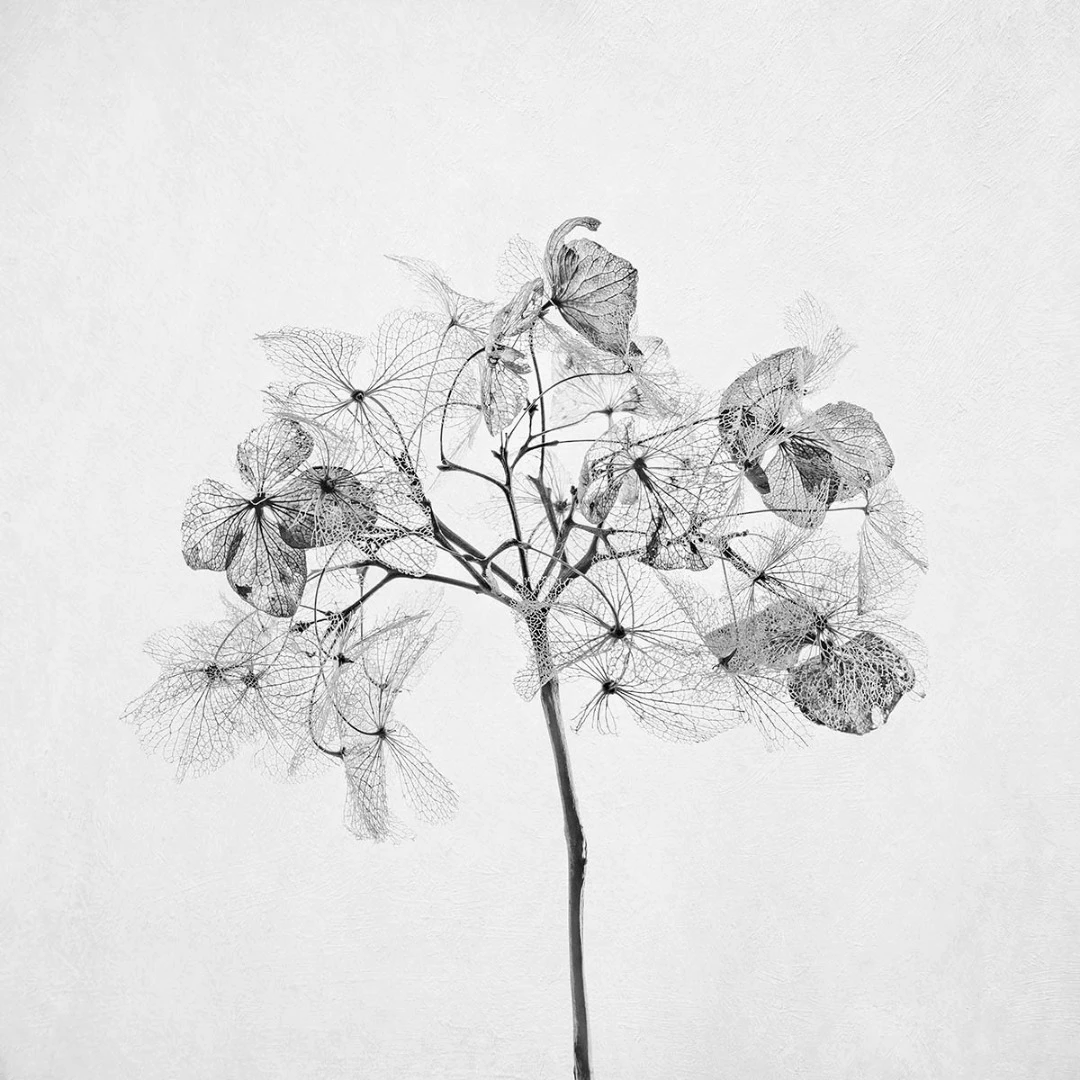 Commended: Winter Hydrangea