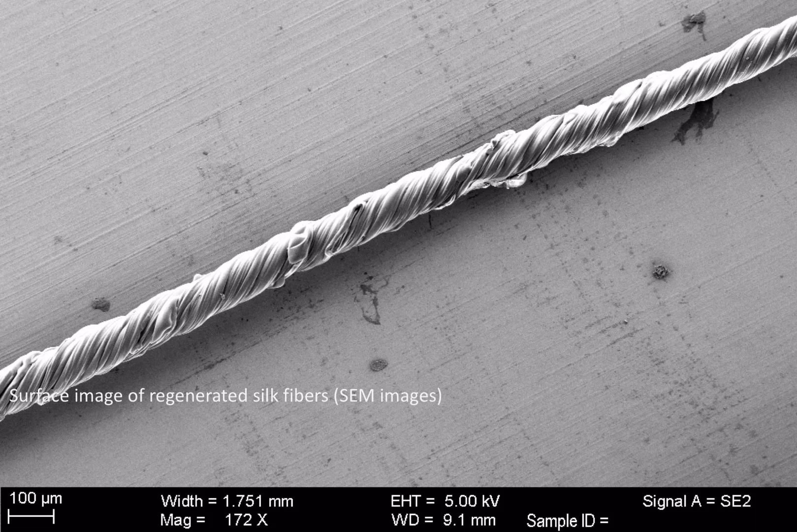 Surface image of regenerated silk fibers
