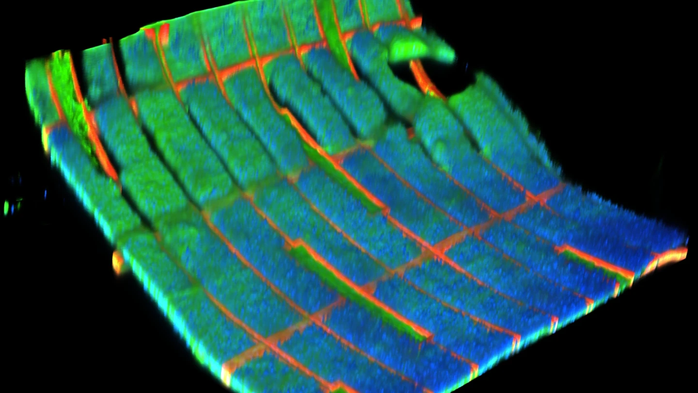 The biohybrid mesh harvester could power implants such as pacemakers, cardiac monitoring systems and neurostimulators