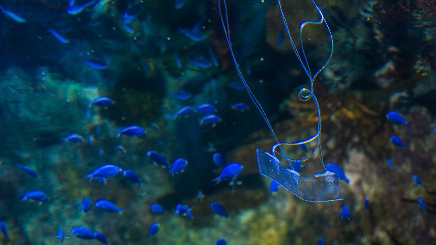 Inspired by transparent eel larvae, the robot measures about a foot long (0.3 m)