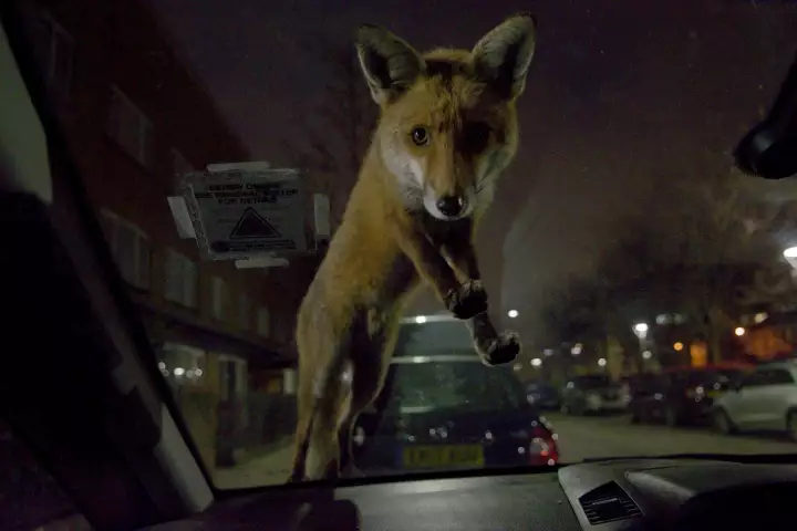 Mammal Photographer of the Year Overall Winner, "Foxhall Zafira"