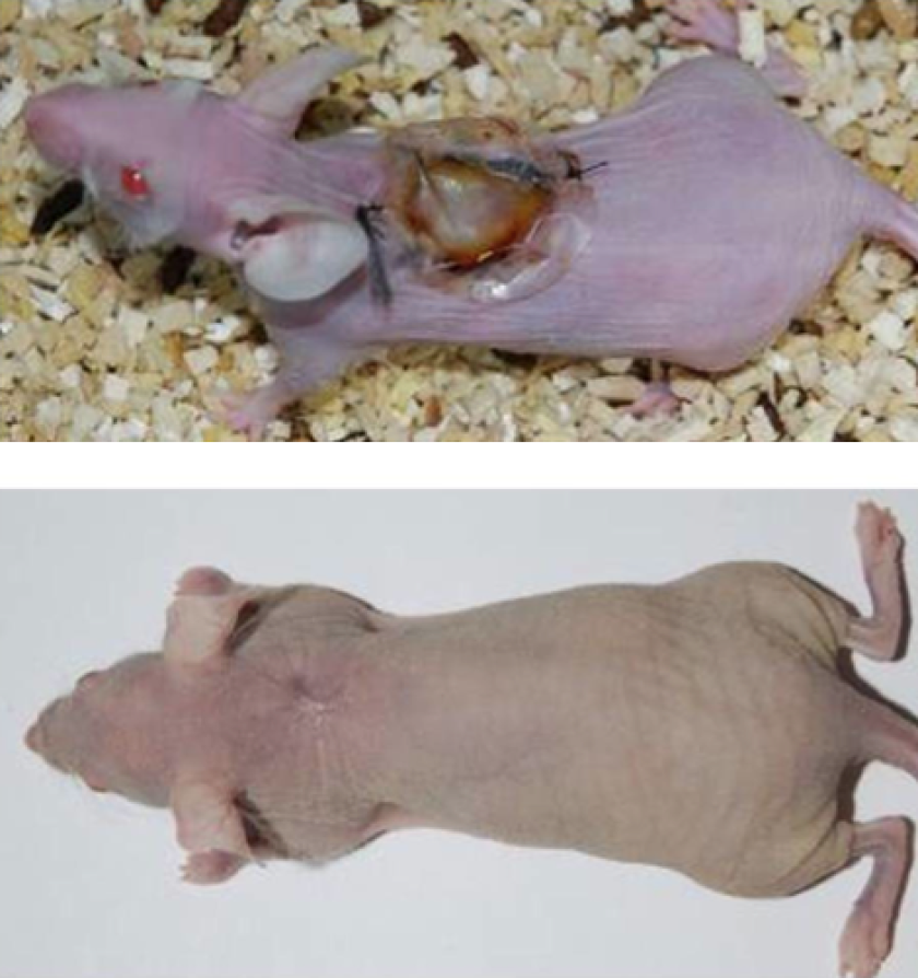 One of the test mice 10 days after receiving the graft, and 40 days after