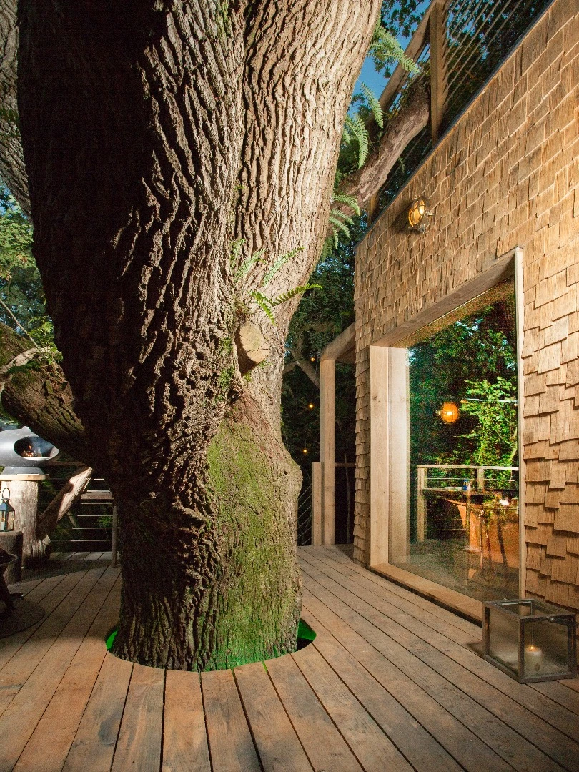 The tree that's part of the Woodsman's Treehouse