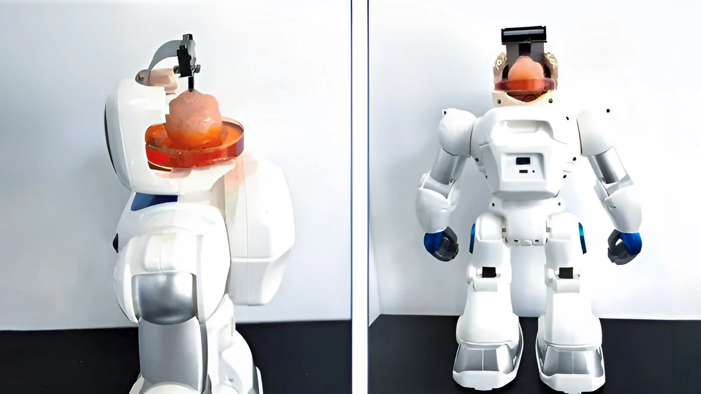 Human brain organoids wired into computer chips can now learn to drive robots thanks to a new biocomputing interface. Note: the images above are purely for demonstration, but the technology is legit