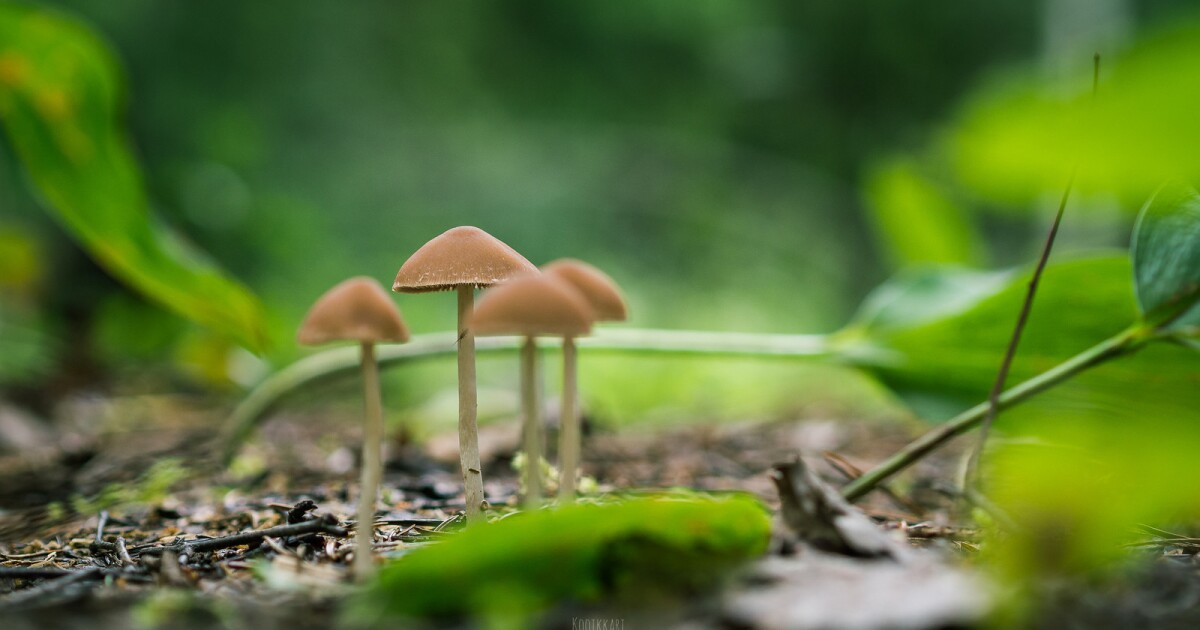 Psychedelic Psilocybin 101: The science of magic mushrooms