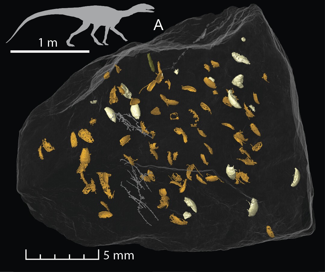 A render of the locations of the beetle fragments inside the coprolite, alongside a diagram of the Silesaurus that likely left it