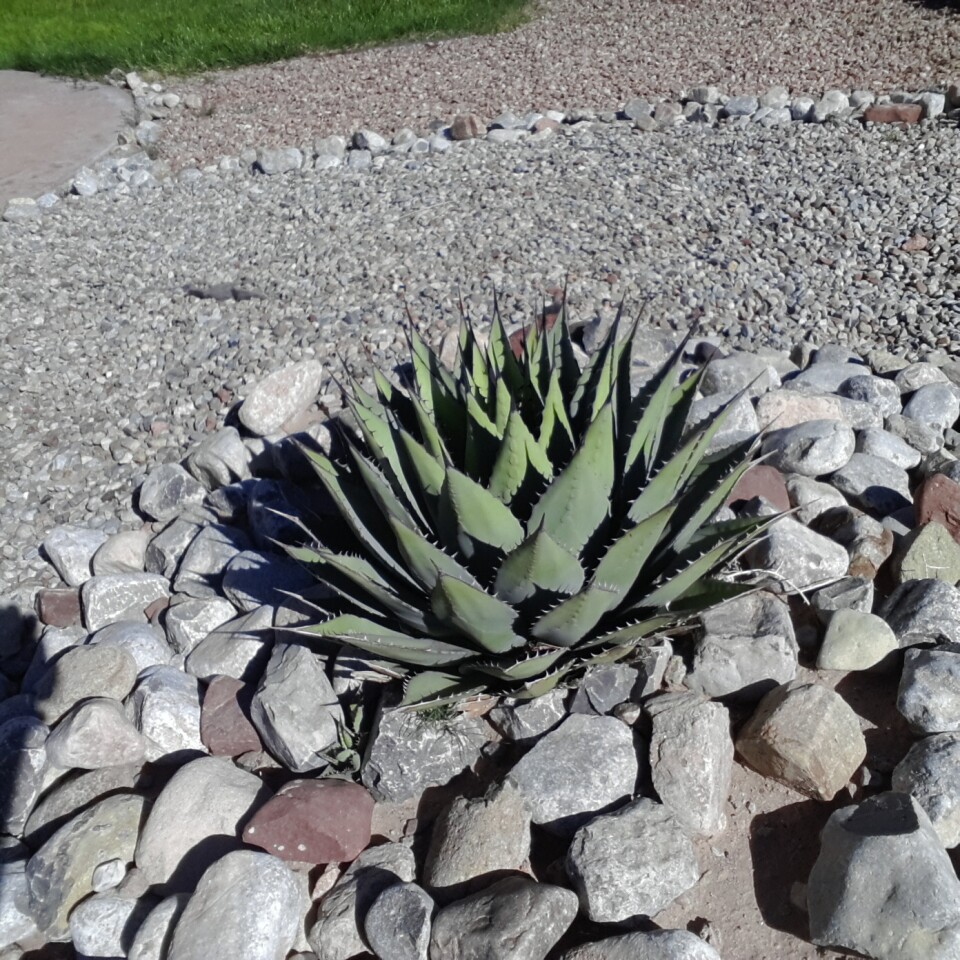 Another in direct sunlight