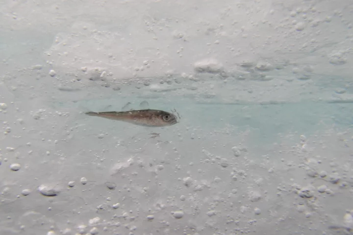 Polymers similar to the proteins found in this Arctic cod could dramatically improve the cryogenic storage of blood