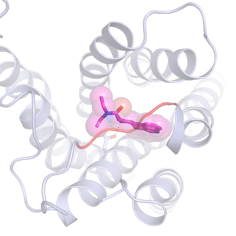 A molecule of LSD bound to a larger serotonin receptor – the 'lid' that keeps it bound so long is the orange bar running through the center