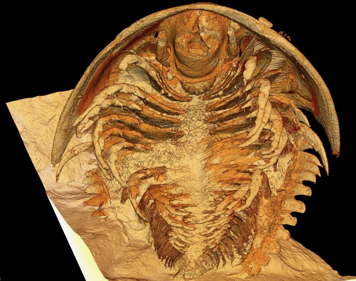 An X-ray reconstruction of the trilobite Gigoutella, in which all of the body segments are preserved
