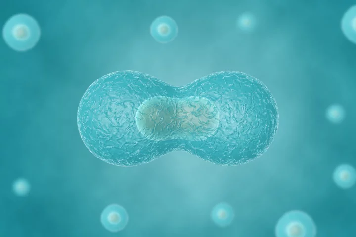 Researchers have managed to recreate cell division outside of a cell