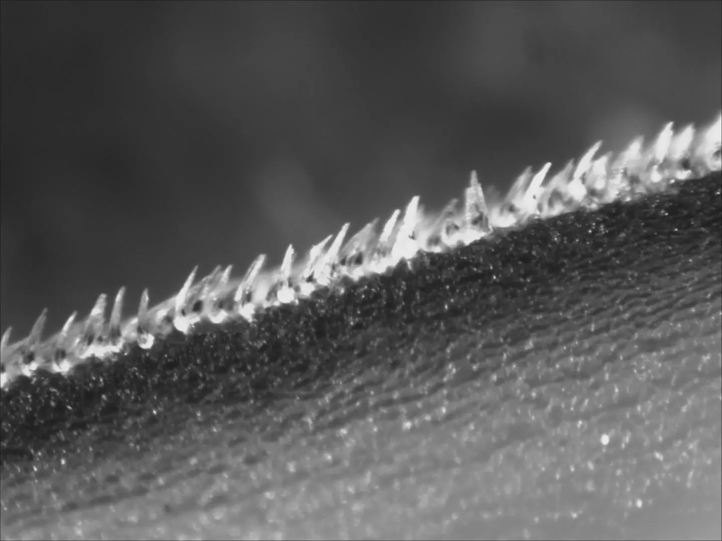 A close-up view of a front row of the denticles, from a shortfin mako's flank behind its gills – they've been manually bristled for the photograph