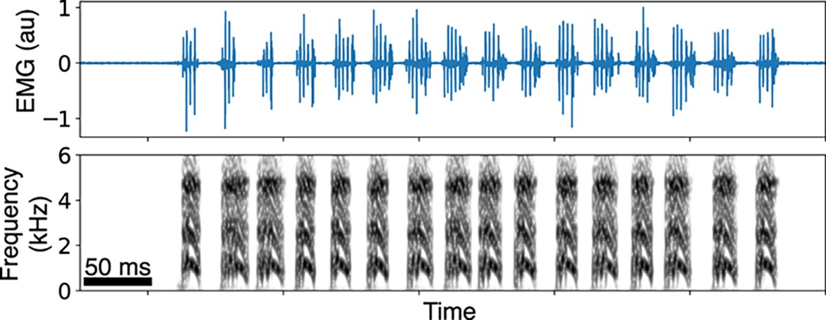 During sleep, electromyography (EMG) readings captured trill activity, which was then used by the dynamical model to create artificial sounds.