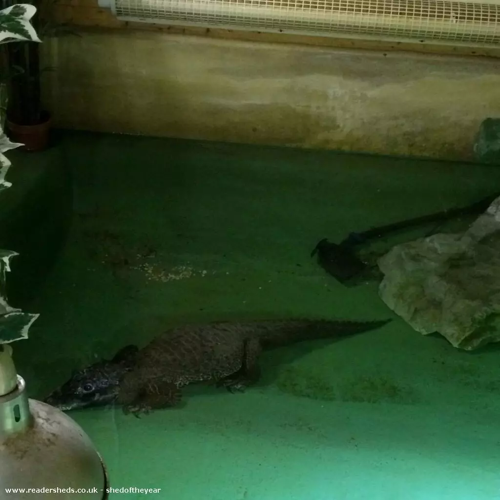 The Crocodile Shed houses an African Dwarf crocodile