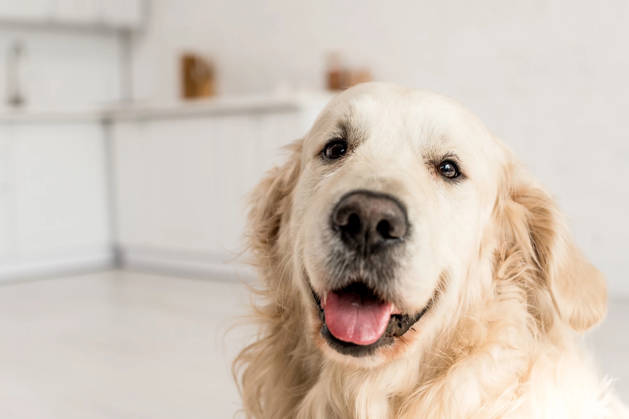A study has found that a gene linked to longer life in golden retrievers is from the same family as a gene associated with cancer in humans