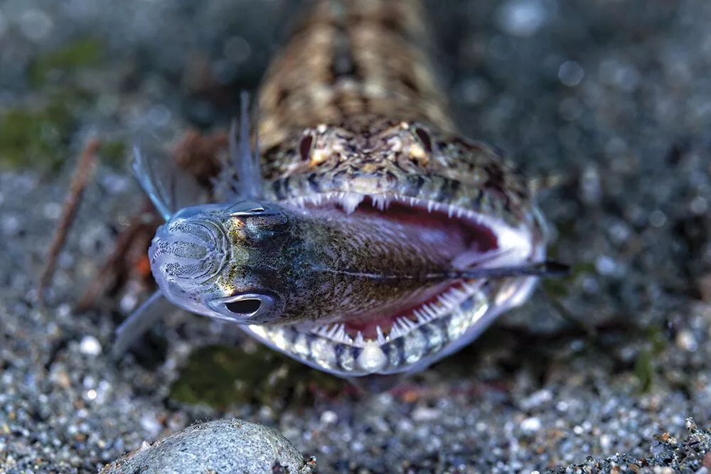 2nd Place - Behavior. Ambon Bay, Indonesia. A lizardfish catching a damselfish for dinner