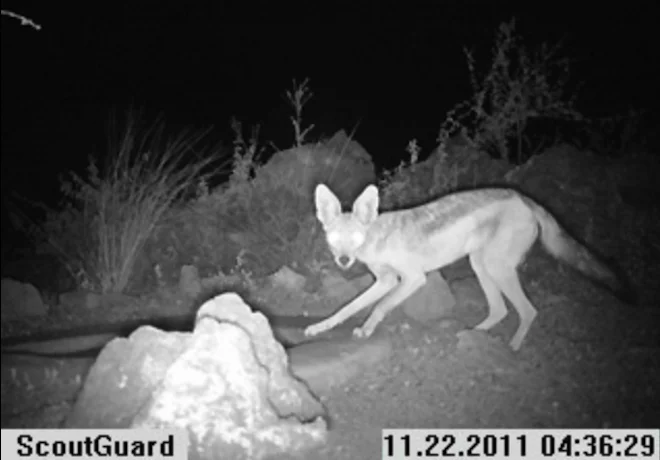 Instant Wild is a conservation app that sends photos of wild animals to users' iPhones, as those animals trigger camera traps in the wild