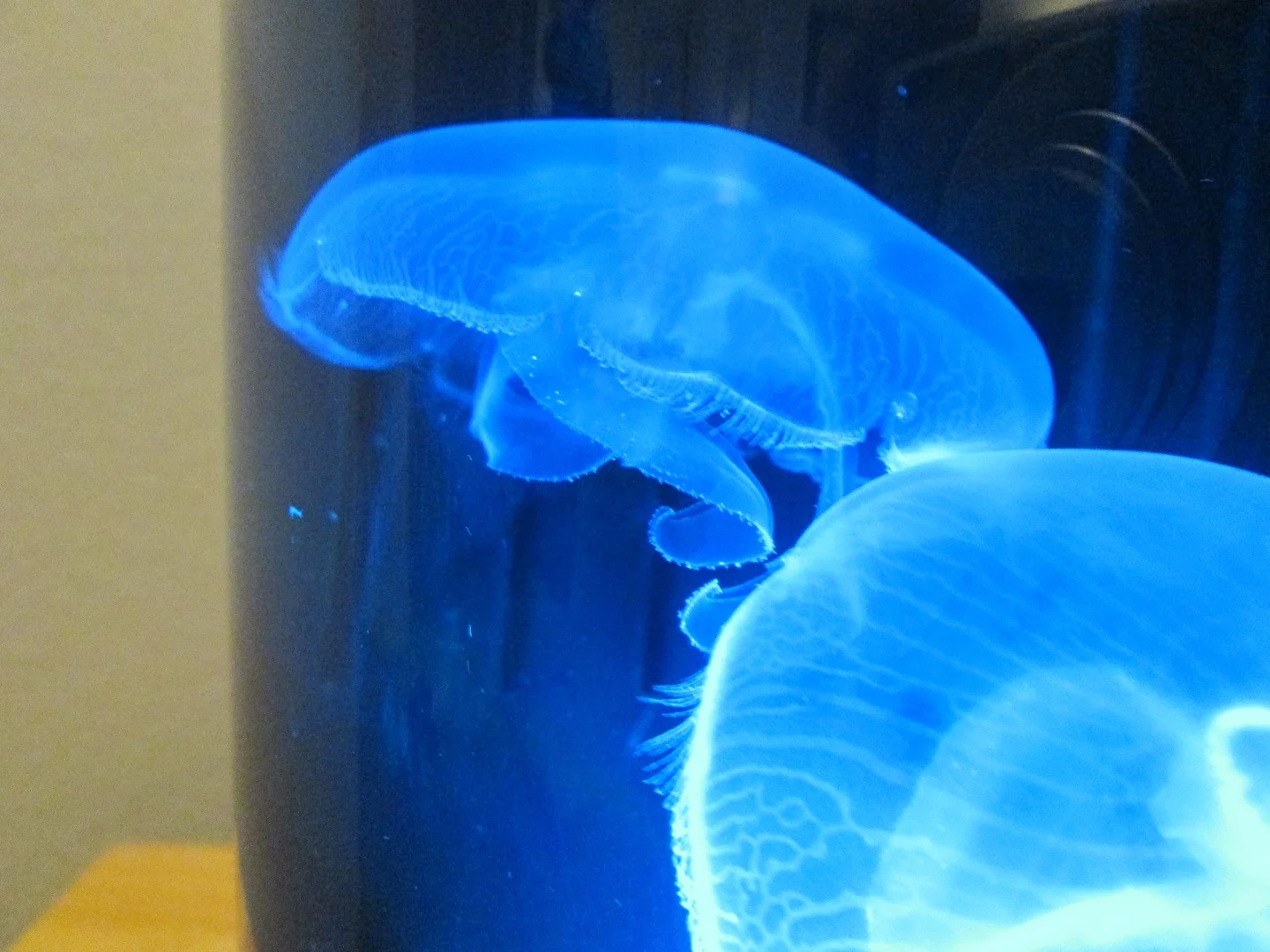 The Jellyfish Cylinder Nano is made of acrylic