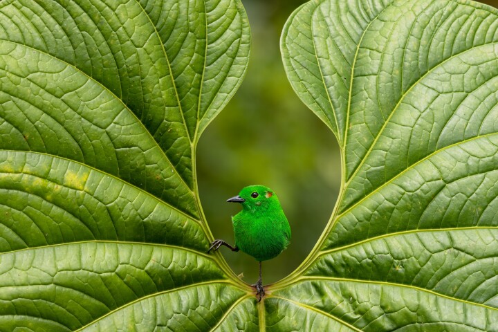Best Portrait, gold winner. "Glistening-green" (Spain)