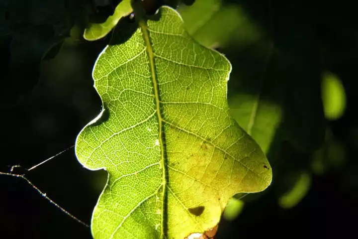 Scientists make a proof-of-concept battery from a carbonized oak leaf