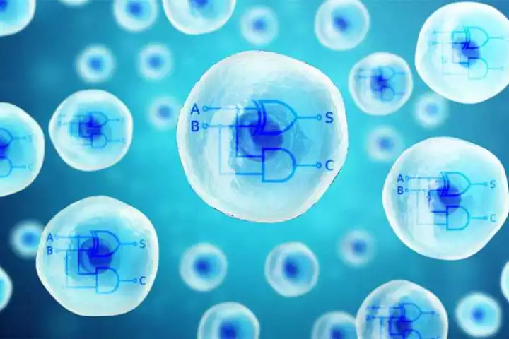 CRISPR has been used to insert biological computer processors into human cells